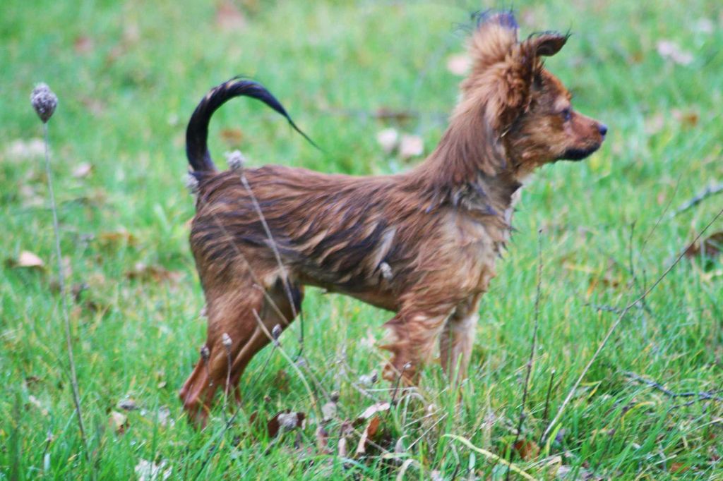 Ulyx De la Nouknoukerie