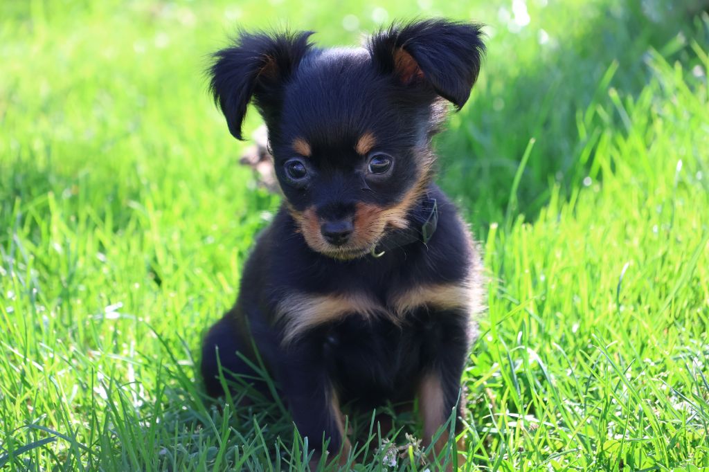 chiot Russkiy Toy (Petit Chien Russe) De la Nouknoukerie