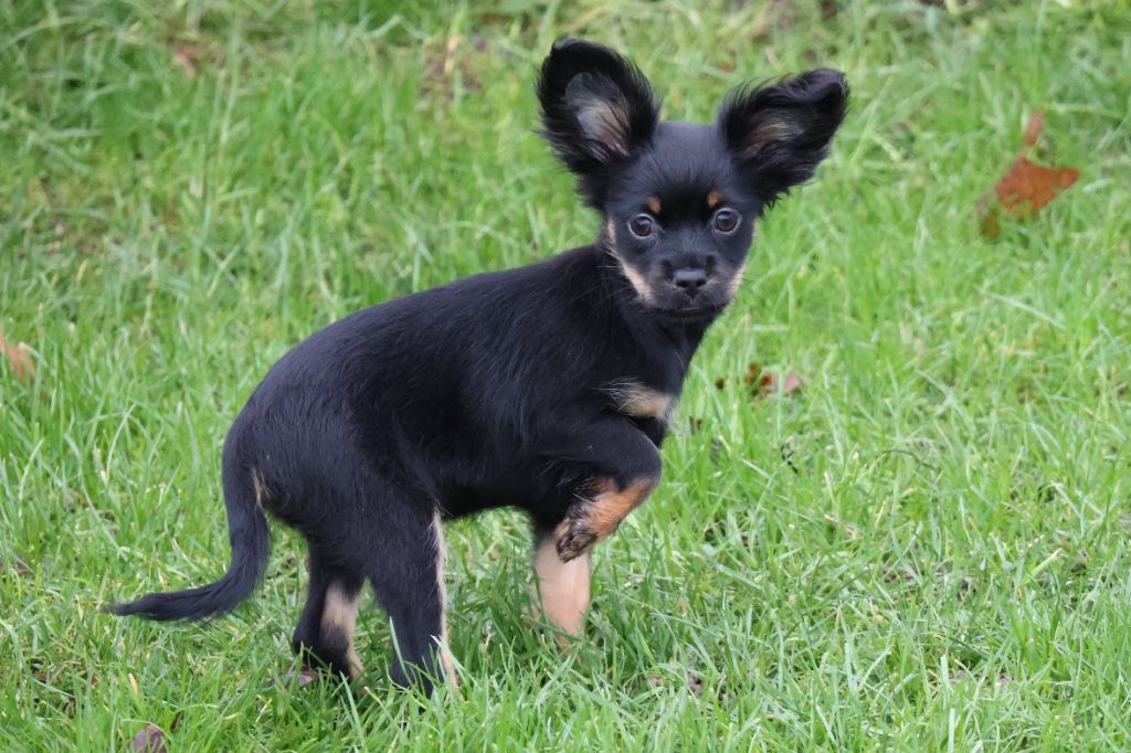 De la Nouknoukerie - Chiot disponible  - Russkiy Toy (Petit Chien Russe)