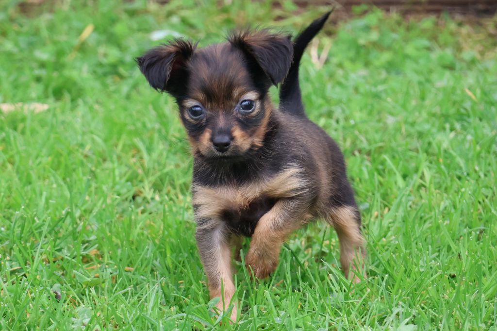 De la Nouknoukerie - Chiot disponible  - Russkiy Toy (Petit Chien Russe)