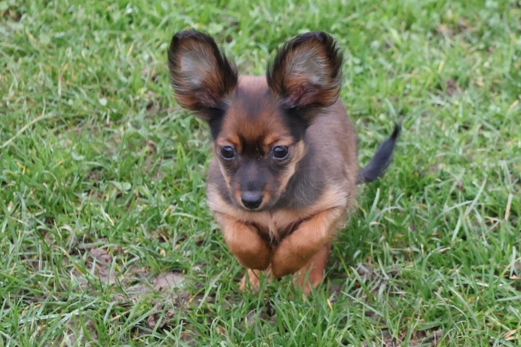 De la Nouknoukerie - Chiot disponible  - Russkiy Toy (Petit Chien Russe)