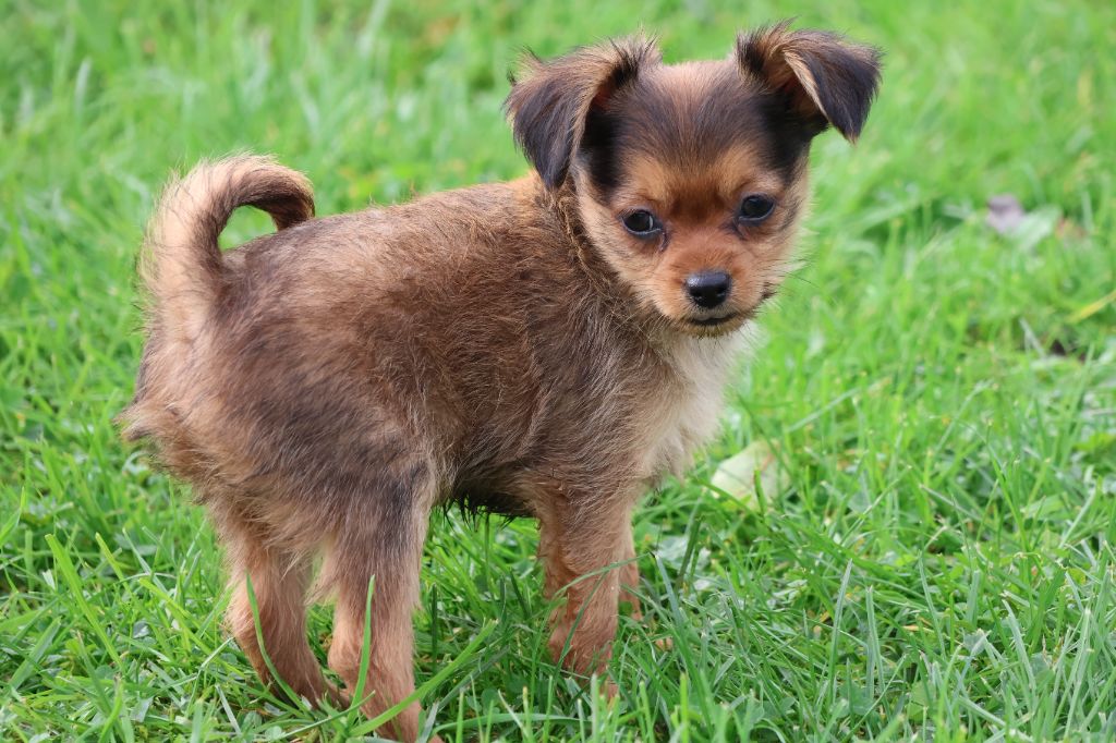 De la Nouknoukerie - Chiot disponible  - Russkiy Toy (Petit Chien Russe)