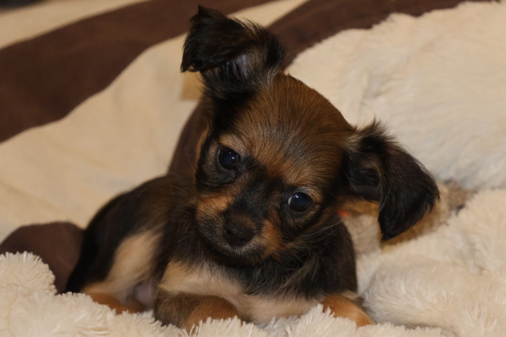 De la Nouknoukerie - Chiot disponible  - Russkiy Toy (Petit Chien Russe)