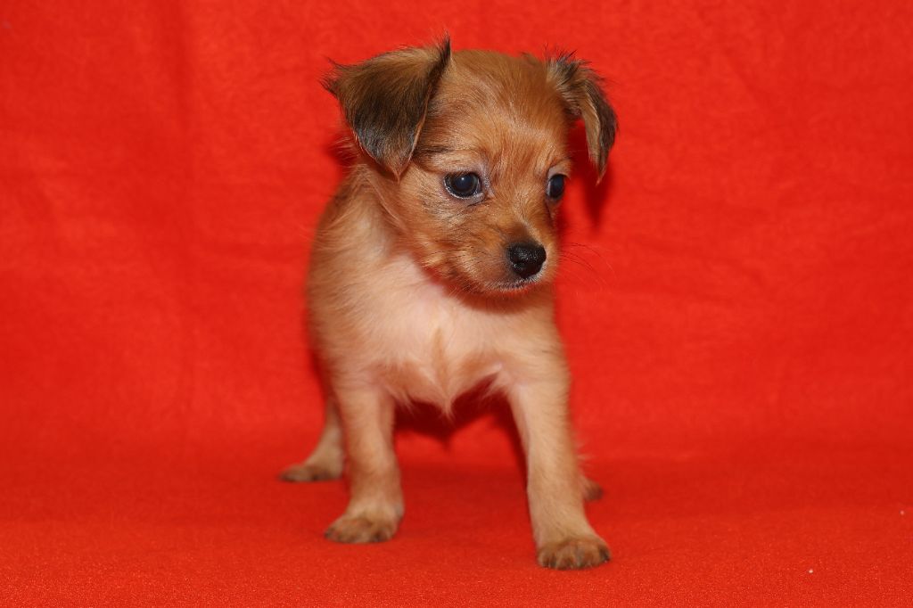 De la Nouknoukerie - Chiot disponible  - Russkiy Toy (Petit Chien Russe)