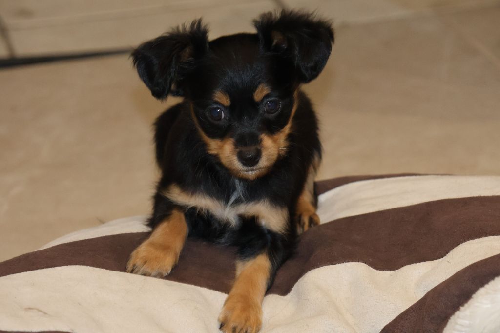 De la Nouknoukerie - Chiot disponible  - Russkiy Toy (Petit Chien Russe)