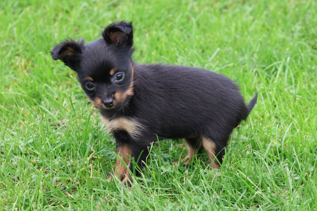 De la Nouknoukerie - Chiot disponible  - Russkiy Toy (Petit Chien Russe)