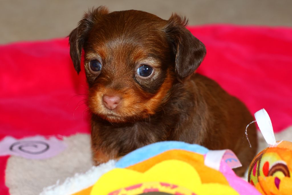 De la Nouknoukerie - Chiot disponible  - Russkiy Toy (Petit Chien Russe)