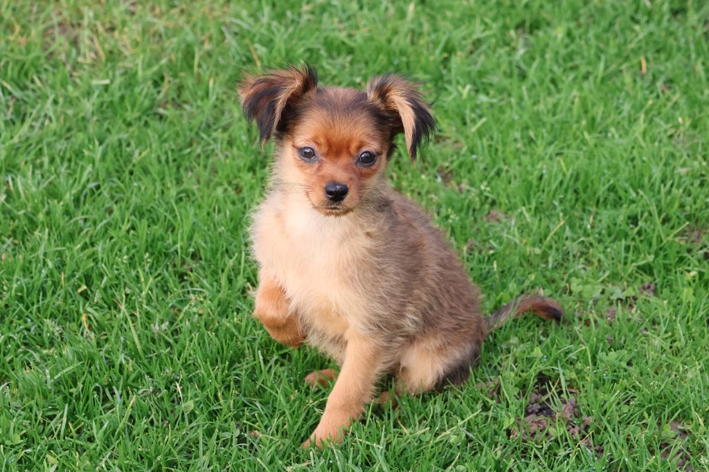 De la Nouknoukerie - Chiot disponible  - Russkiy Toy (Petit Chien Russe)