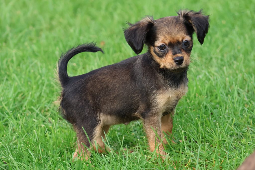 De la Nouknoukerie - Chiot disponible  - Russkiy Toy (Petit Chien Russe)