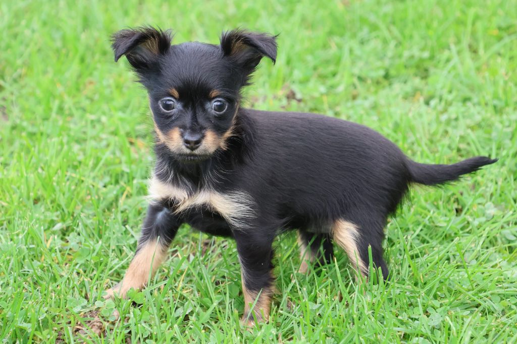 De la Nouknoukerie - Chiot disponible  - Russkiy Toy (Petit Chien Russe)