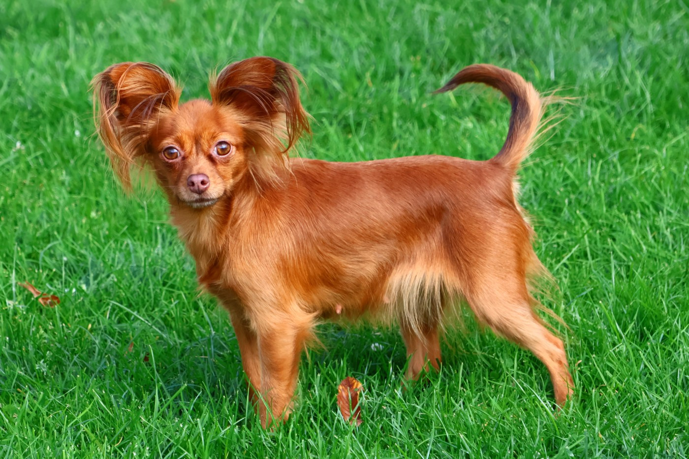 laskovaya rus' Nargiz