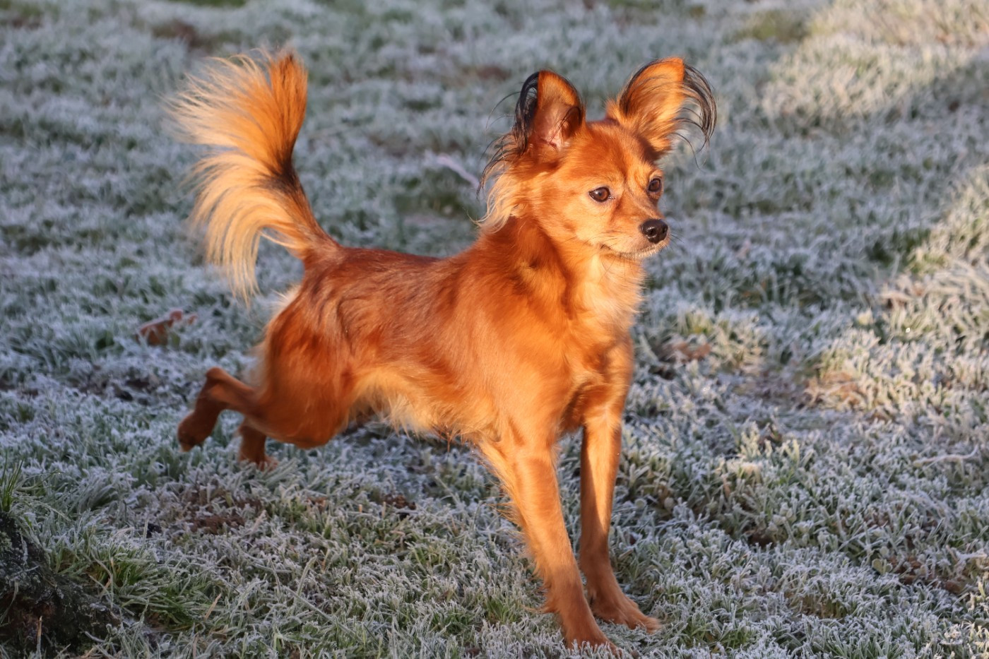 laskovaya rus' Oskar