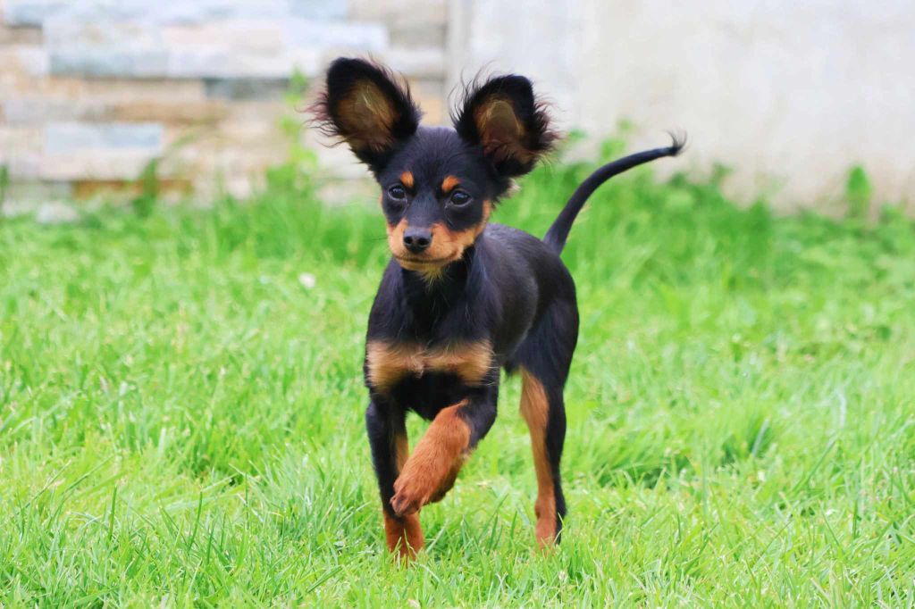 Vezymir-ulk au Royaume D'ultra