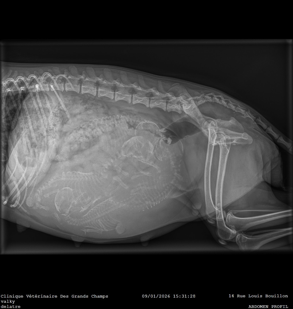 Des bébés à naître vers le 18 janvier ! 💞