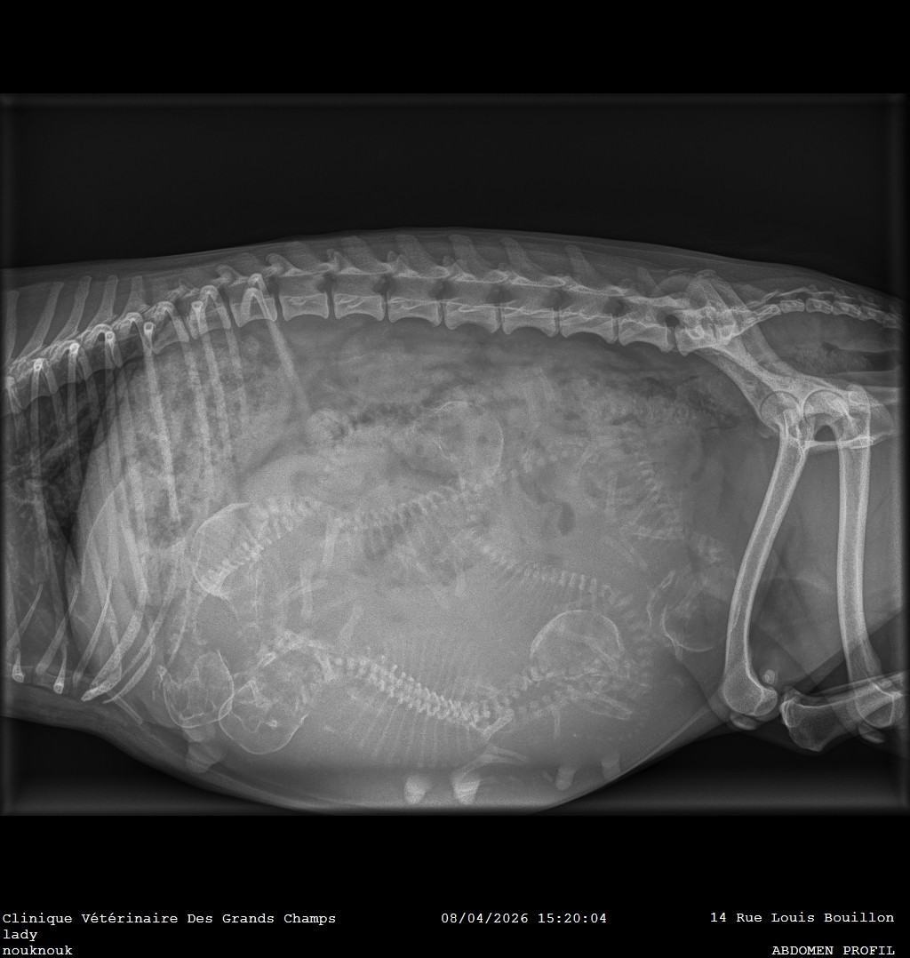 Des bébés à naître vers le 15 avril ! 💞