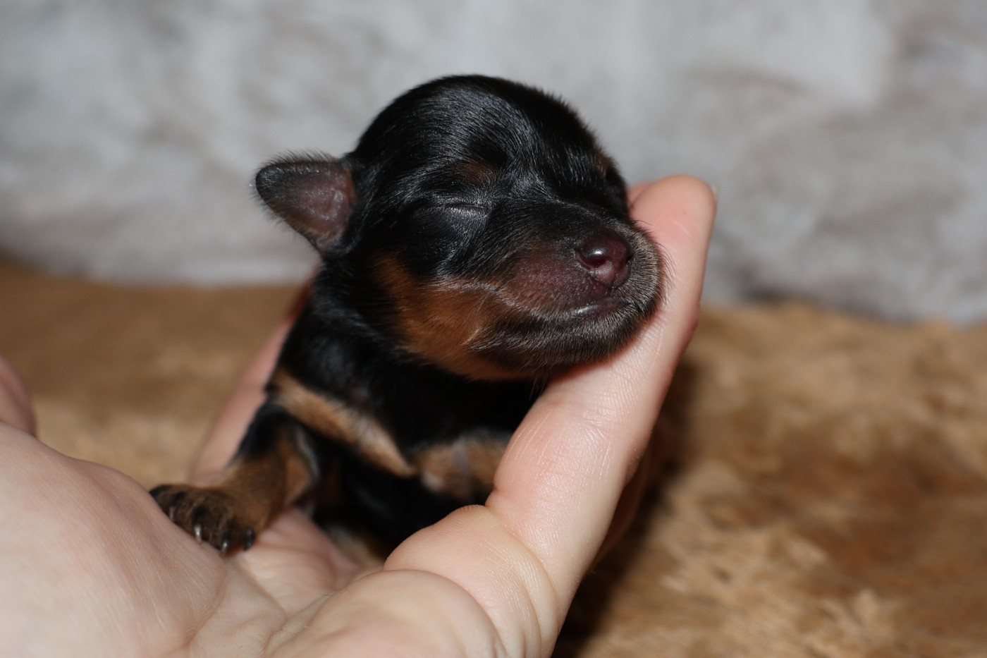 Les bébés de Valky & Dark