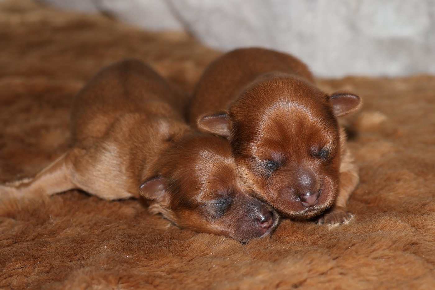 Les bébé de Rubinka & Vaïko
