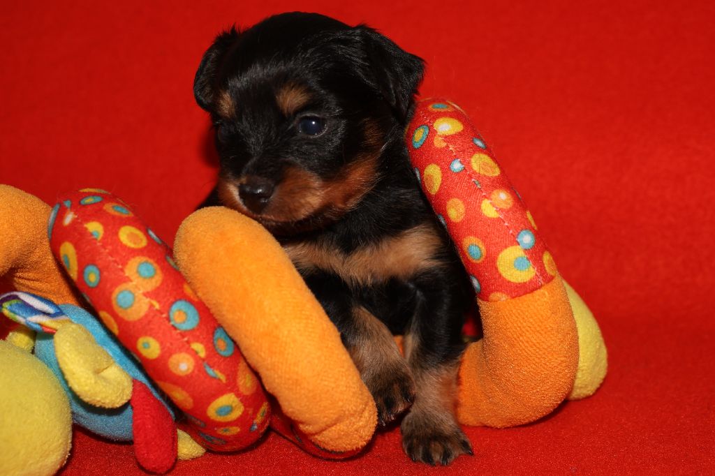 De la Nouknoukerie - Chiots disponibles - Russkiy Toy (Petit Chien Russe)