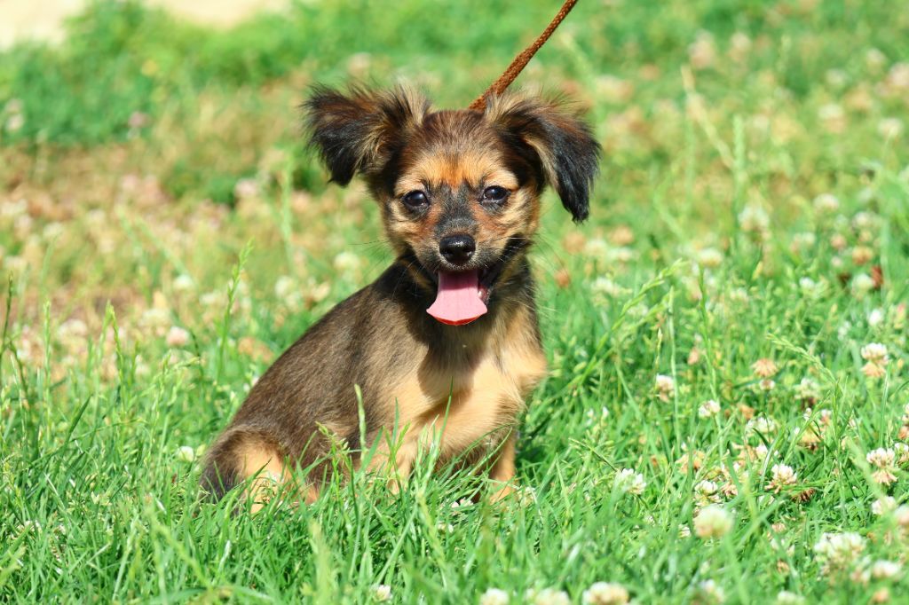 De la Nouknoukerie - Chiots disponibles - Russkiy Toy (Petit Chien Russe)