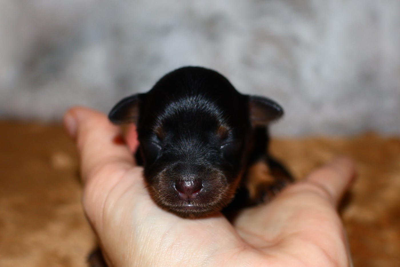 De la Nouknoukerie - Chiots disponibles - Russkiy Toy (Petit Chien Russe)