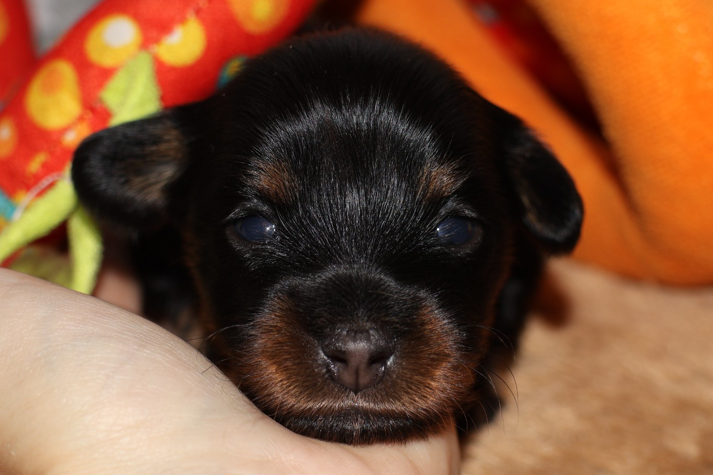 De la Nouknoukerie - Chiots disponibles - Russkiy Toy (Petit Chien Russe)