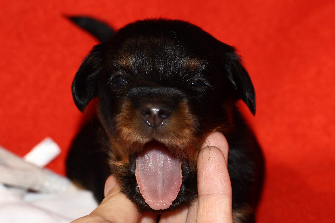 De la Nouknoukerie - Chiots disponibles - Russkiy Toy (Petit Chien Russe)