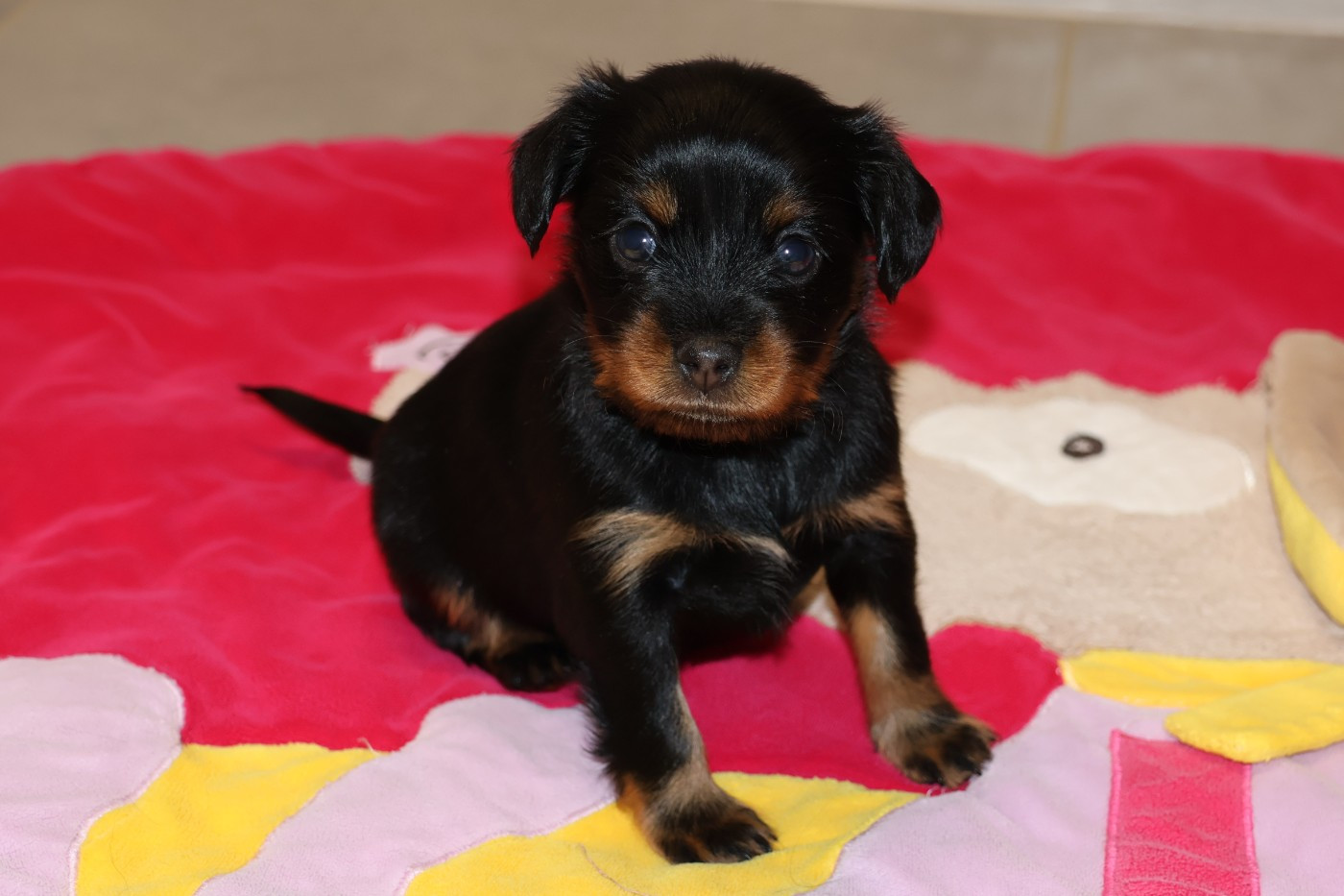 De la Nouknoukerie - Chiots disponibles - Russkiy Toy (Petit Chien Russe)