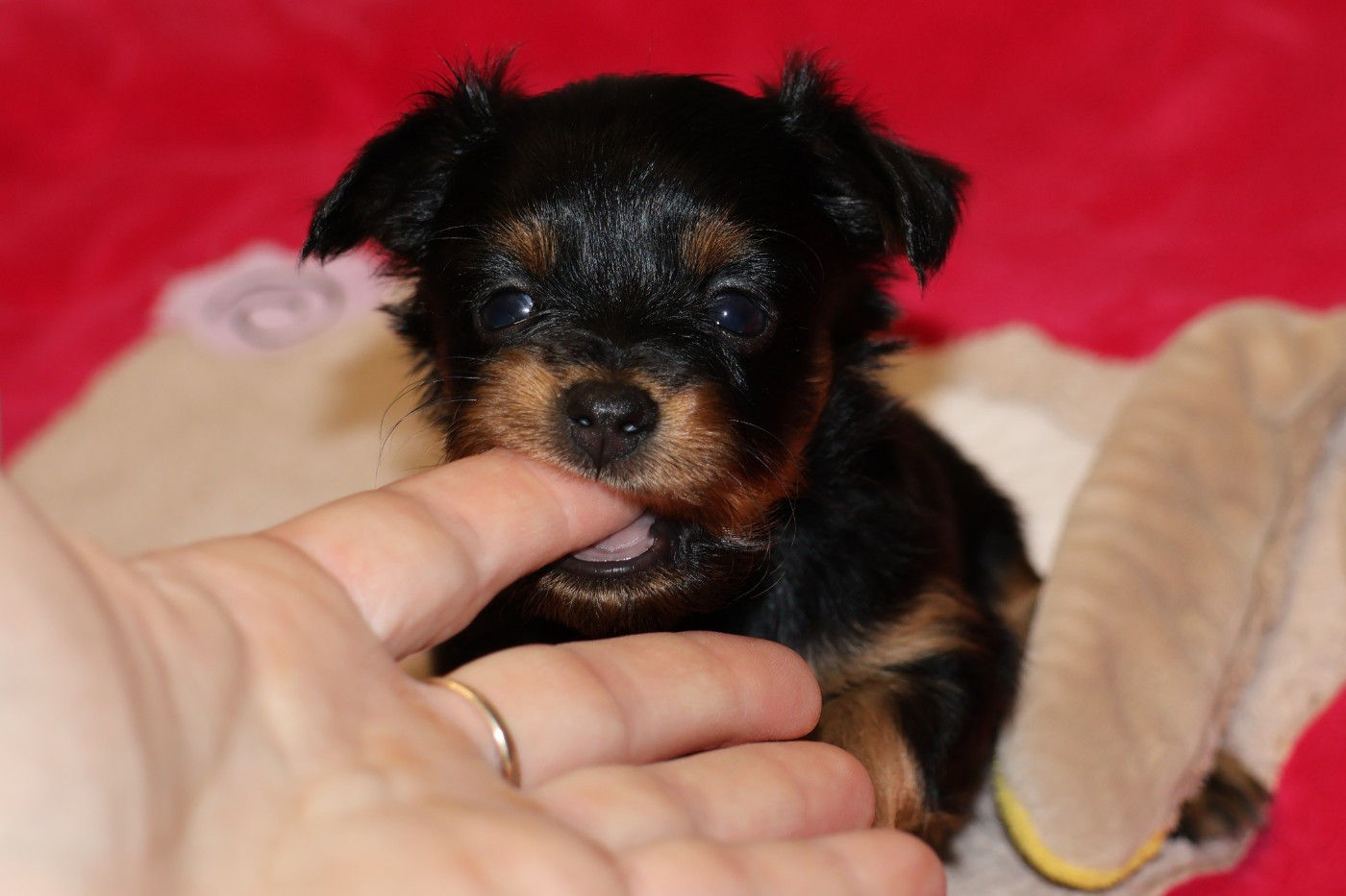 De la Nouknoukerie - Chiots disponibles - Russkiy Toy (Petit Chien Russe)