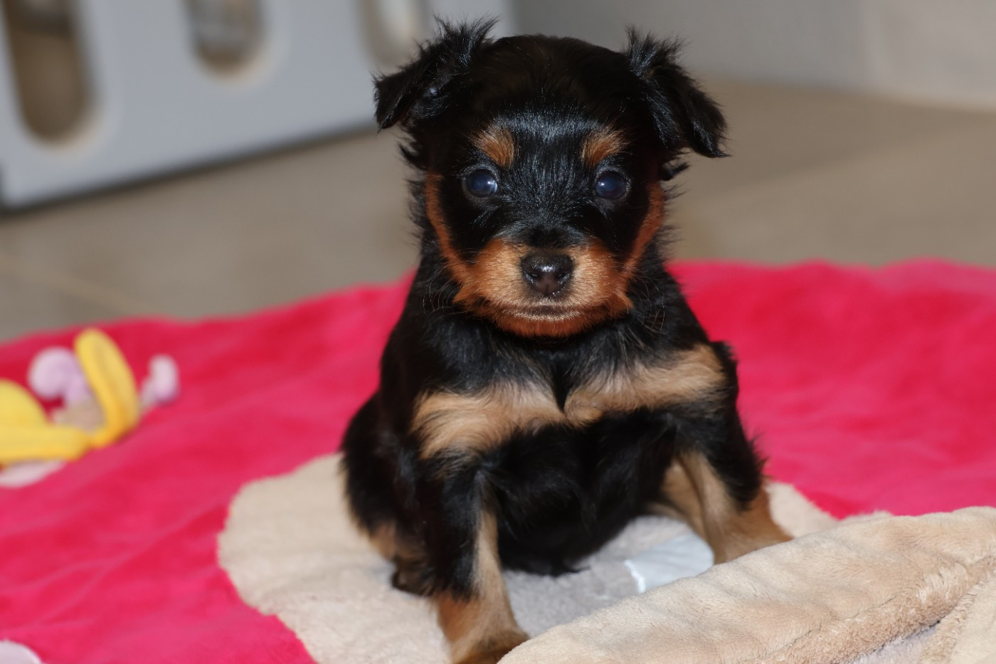 De la Nouknoukerie - Chiots disponibles - Russkiy Toy (Petit Chien Russe)