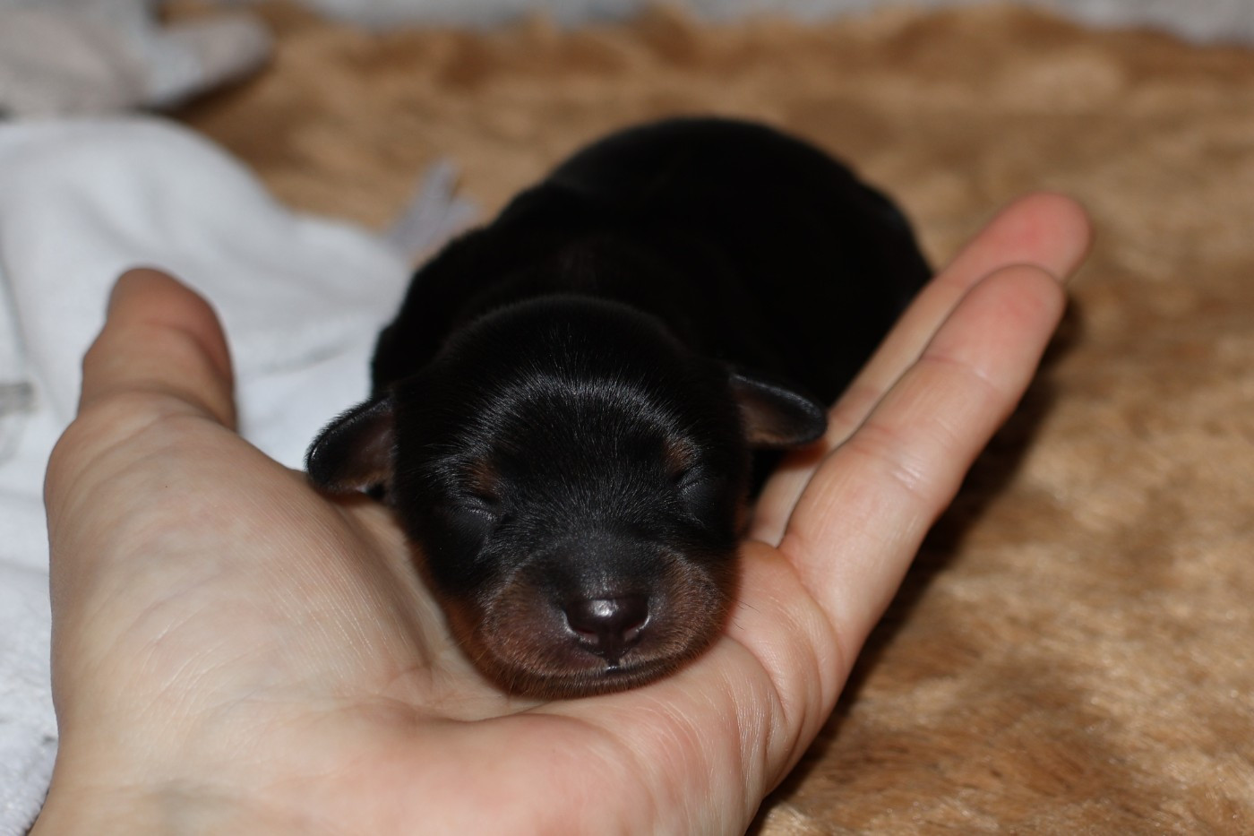 Chiot Russkiy Toy (Petit Chien Russe) De la Nouknoukerie