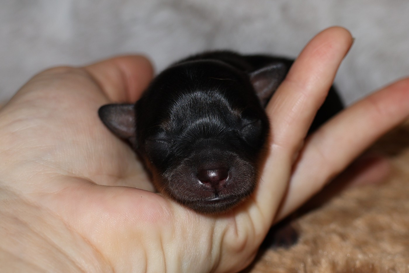 De la Nouknoukerie - Chiots disponibles - Russkiy Toy (Petit Chien Russe)