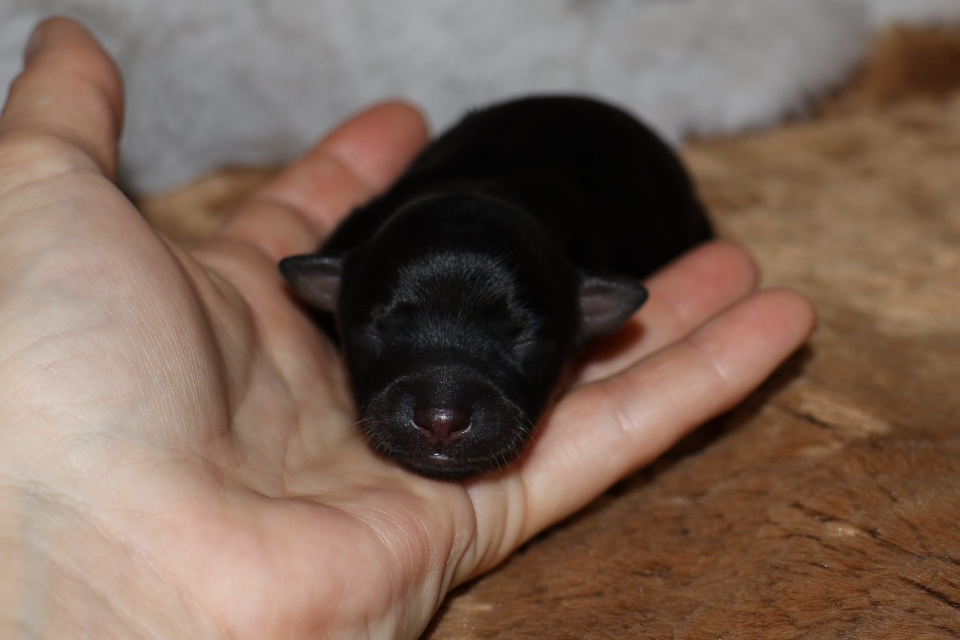 De la Nouknoukerie - Chiots disponibles - Russkiy Toy (Petit Chien Russe)