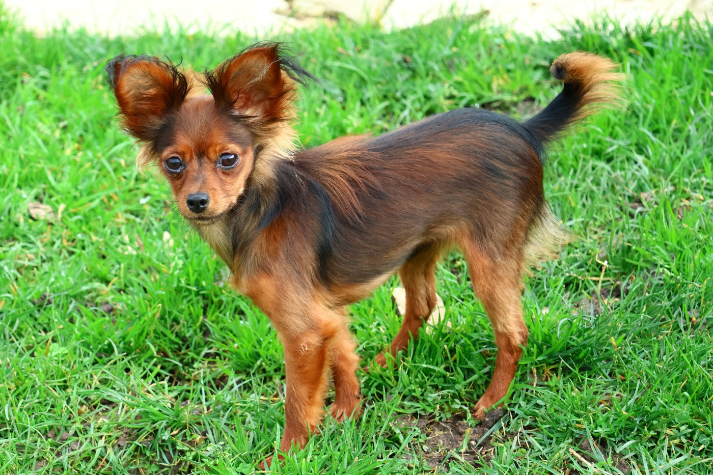 De la Nouknoukerie - Chiots disponibles - Russkiy Toy (Petit Chien Russe)