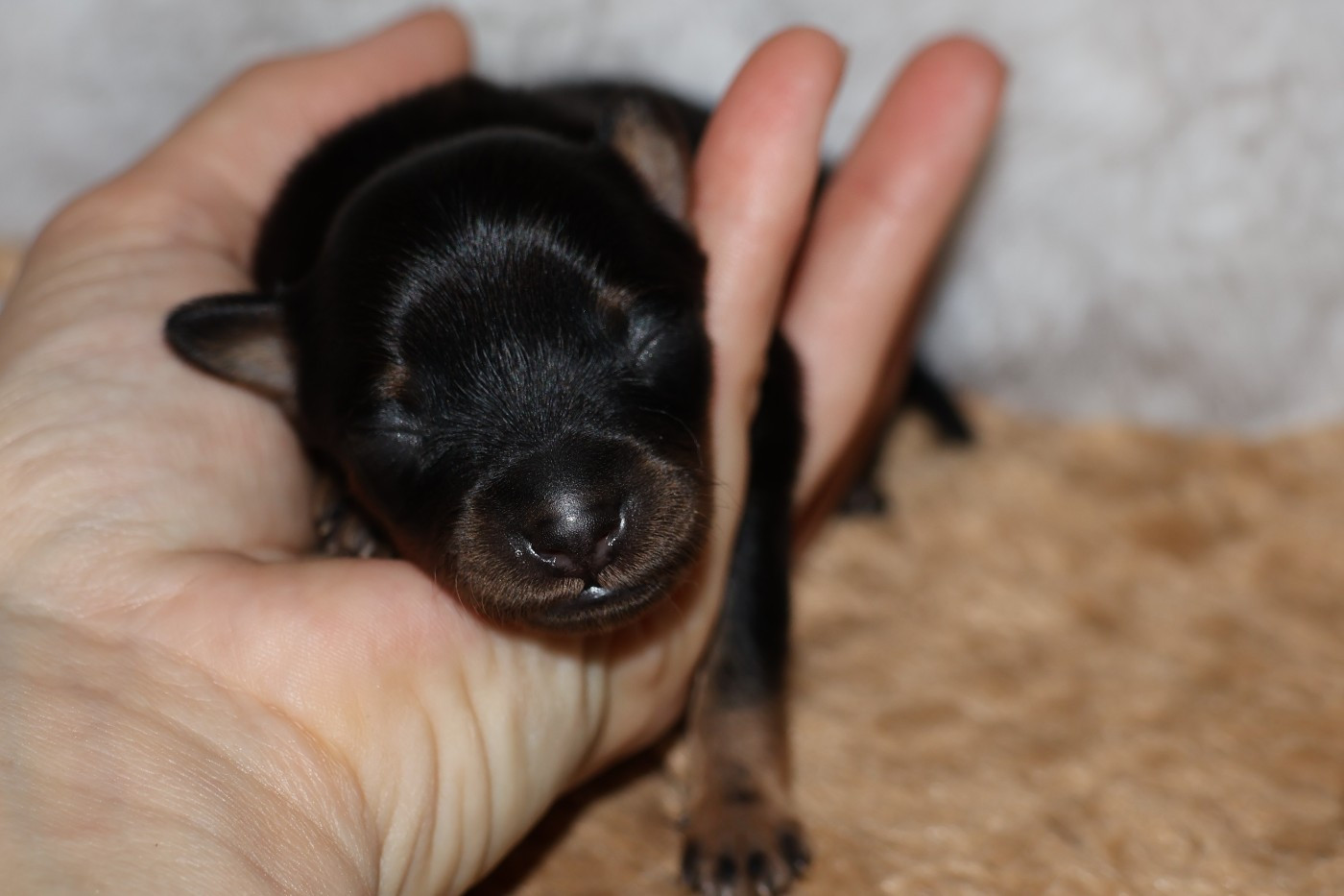 De la Nouknoukerie - Chiots disponibles - Russkiy Toy (Petit Chien Russe)