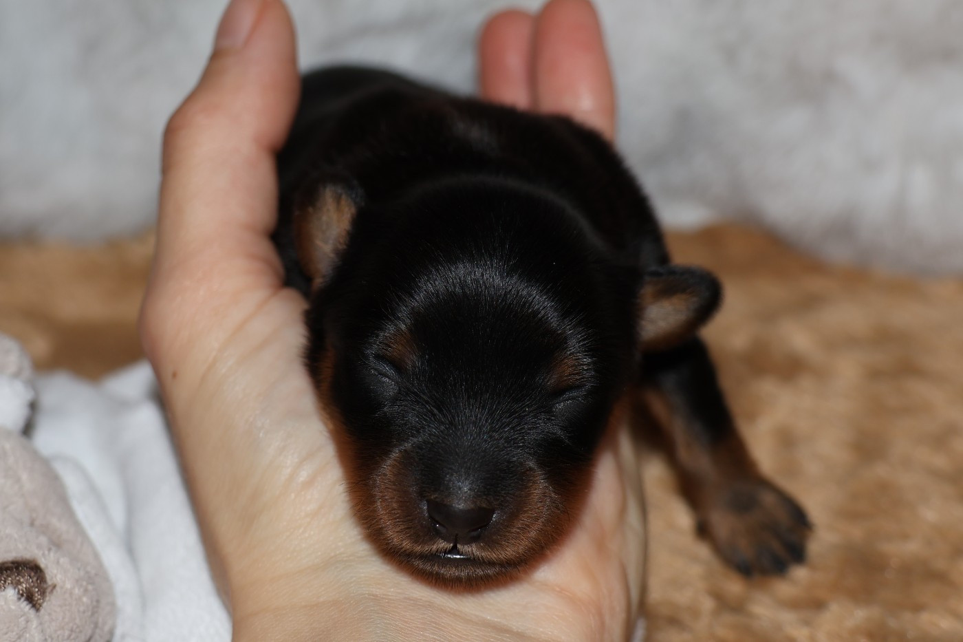 De la Nouknoukerie - Russkiy Toy (Petit Chien Russe) - Portée née le 12/02/2026