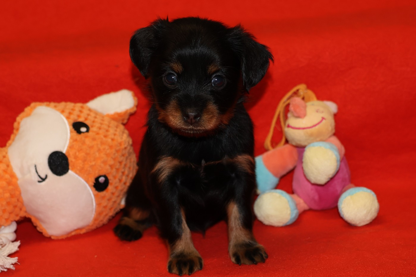 De la Nouknoukerie - Chiots disponibles - Russkiy Toy (Petit Chien Russe)