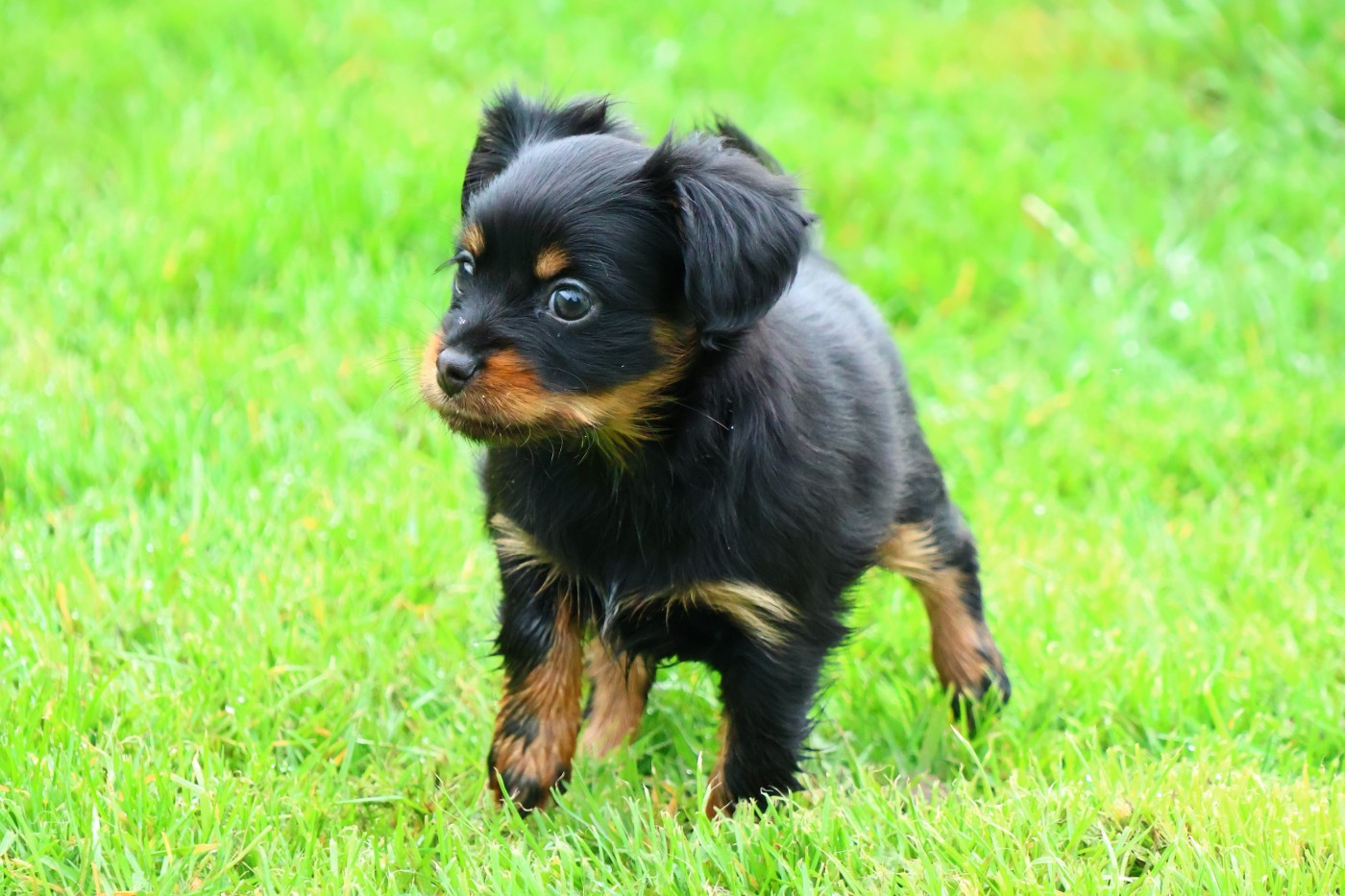 De la Nouknoukerie - Russkiy Toy (Petit Chien Russe) - Portée née le 17/01/2026