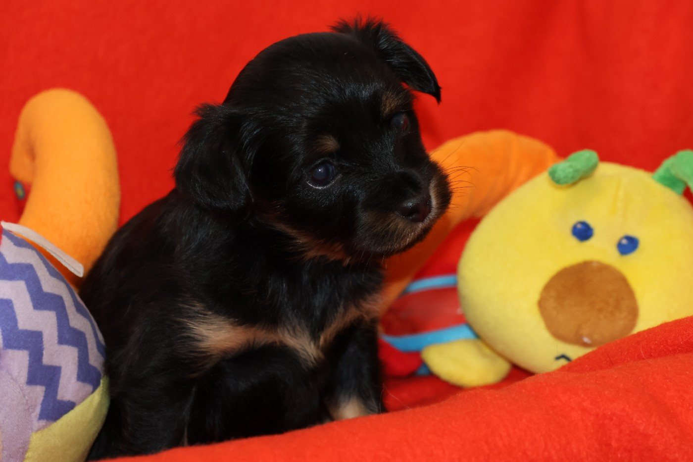 De la Nouknoukerie - Chiots disponibles - Russkiy Toy (Petit Chien Russe)