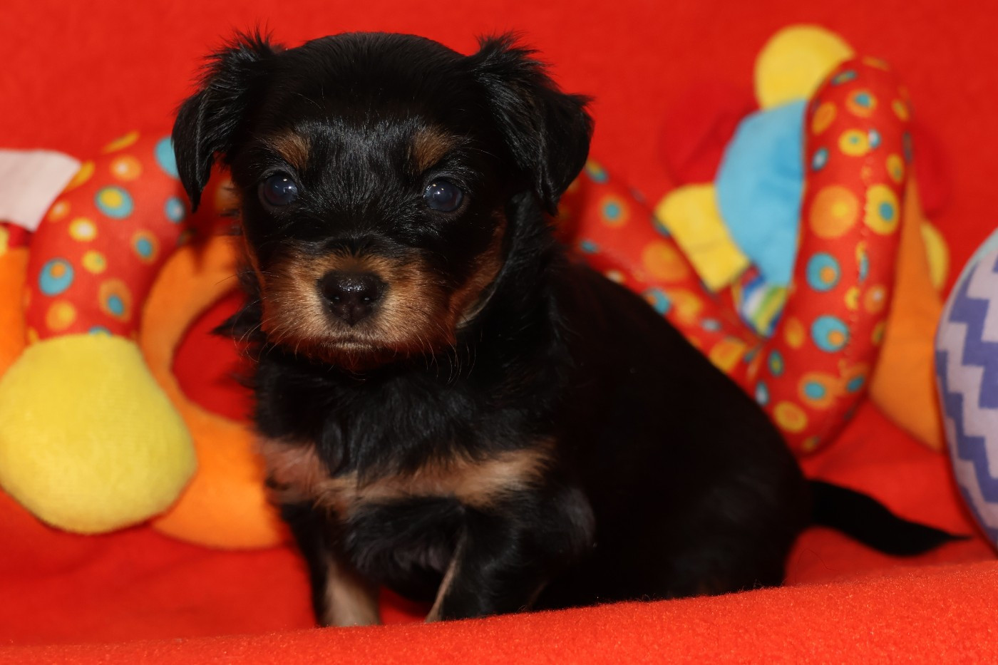 De la Nouknoukerie - Chiots disponibles - Russkiy Toy (Petit Chien Russe)