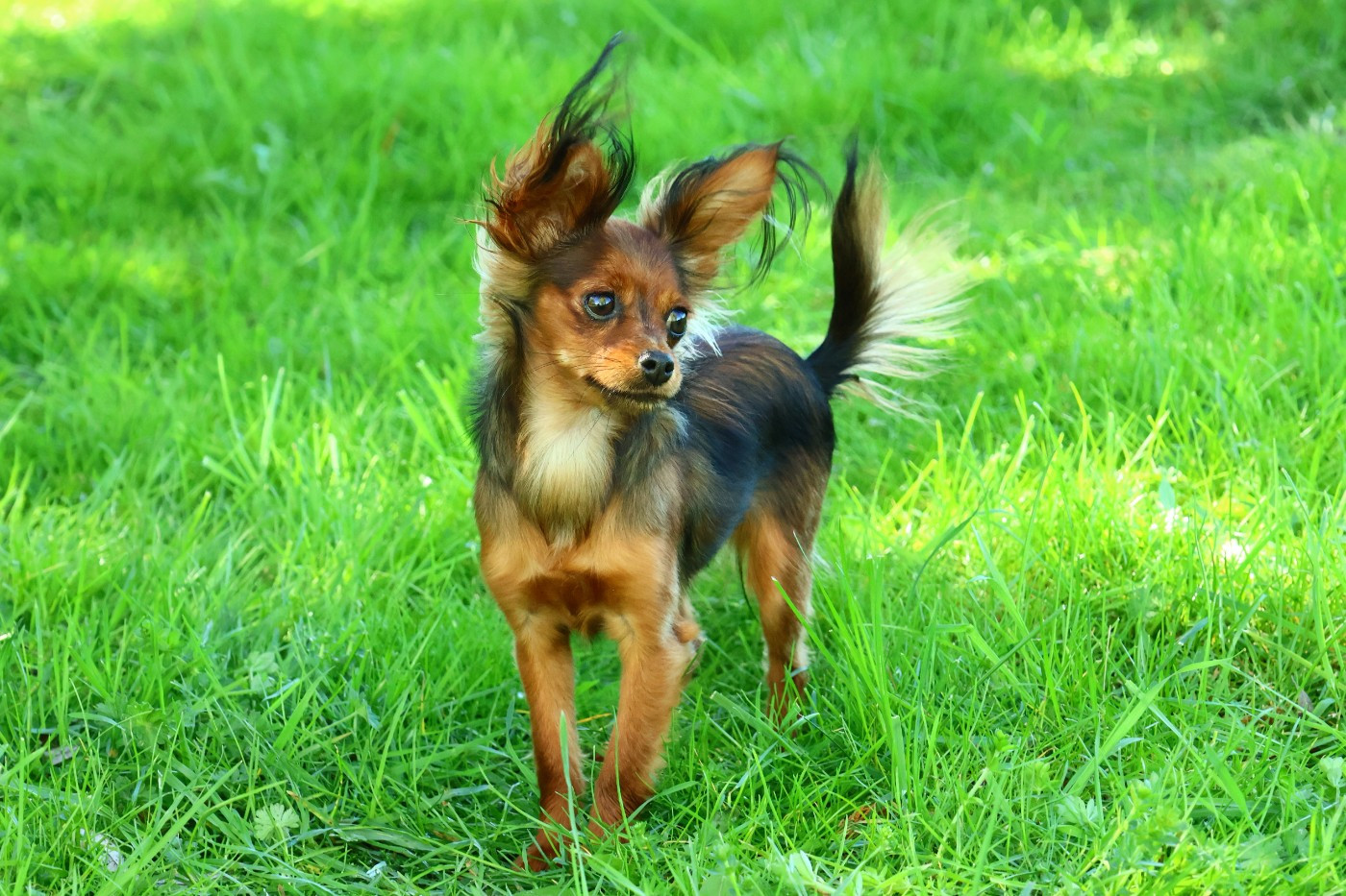 De la Nouknoukerie - Chiots disponibles - Russkiy Toy (Petit Chien Russe)