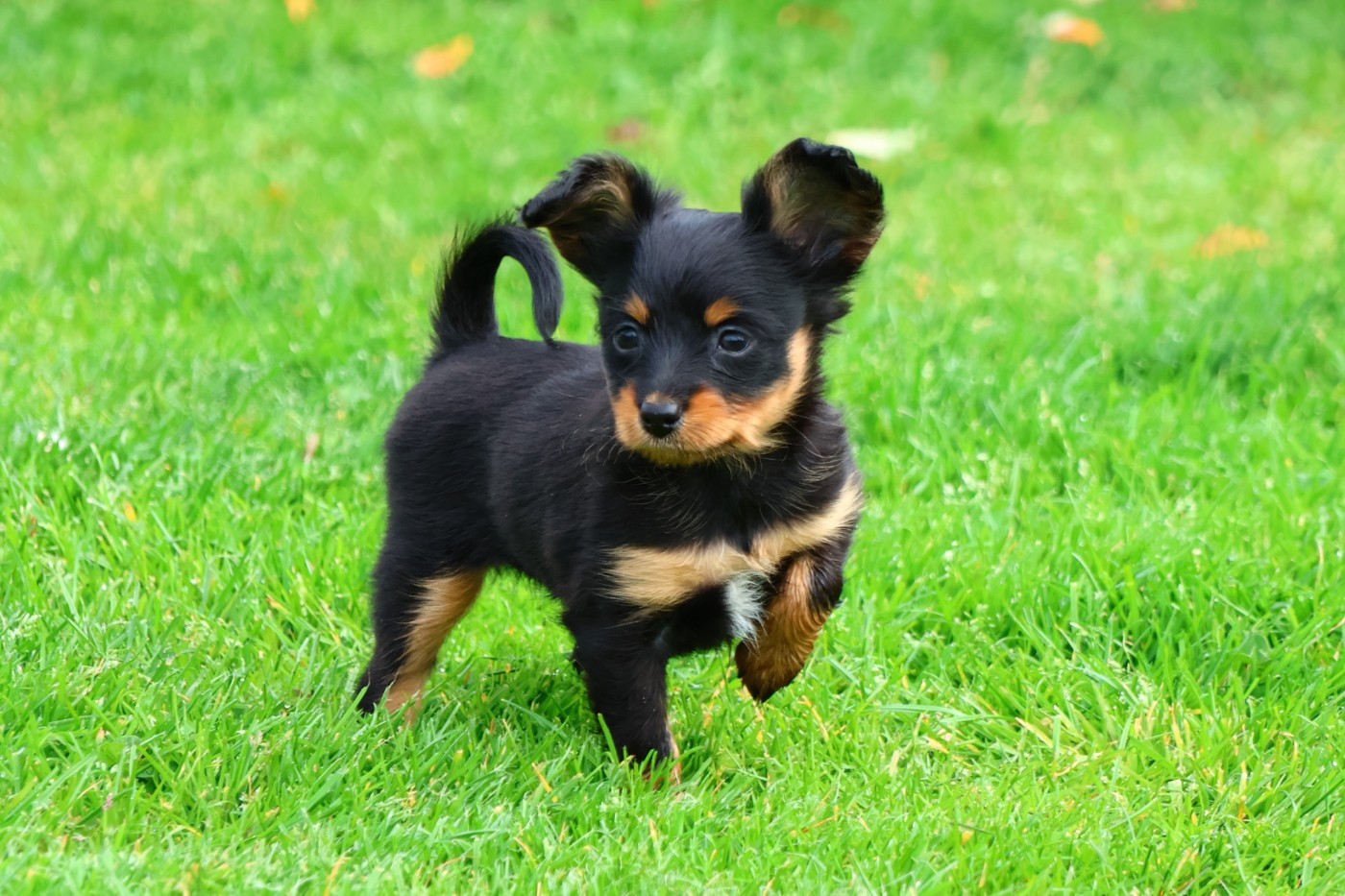 De la Nouknoukerie - Chiots disponibles - Russkiy Toy (Petit Chien Russe)