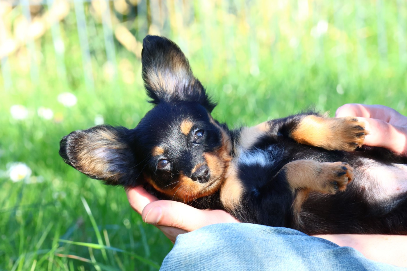 De la Nouknoukerie - Chiots disponibles - Russkiy Toy (Petit Chien Russe)