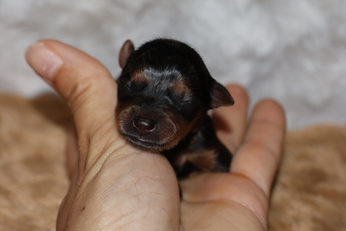 Chiot Russkiy Toy (Petit Chien Russe) De la Nouknoukerie