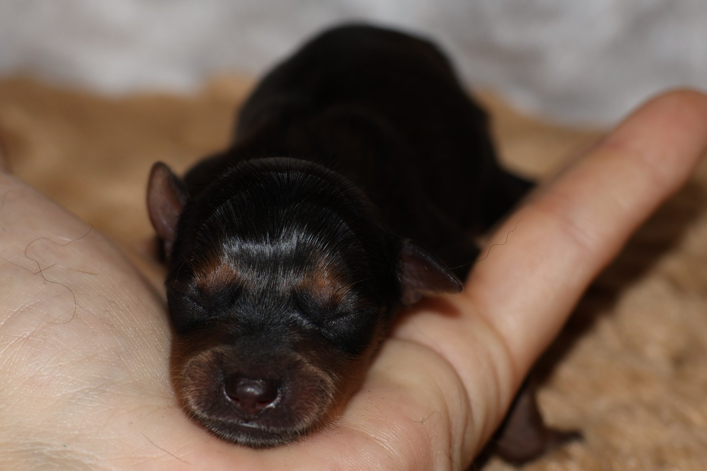 De la Nouknoukerie - Chiots disponibles - Russkiy Toy (Petit Chien Russe)