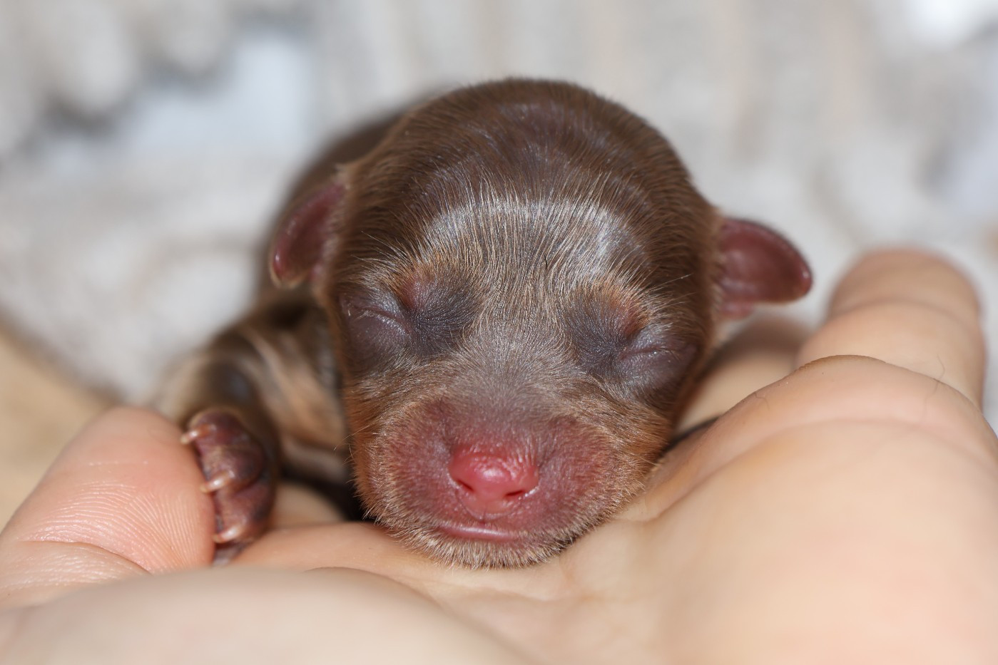 De la Nouknoukerie - Chiots disponibles - Russkiy Toy (Petit Chien Russe)