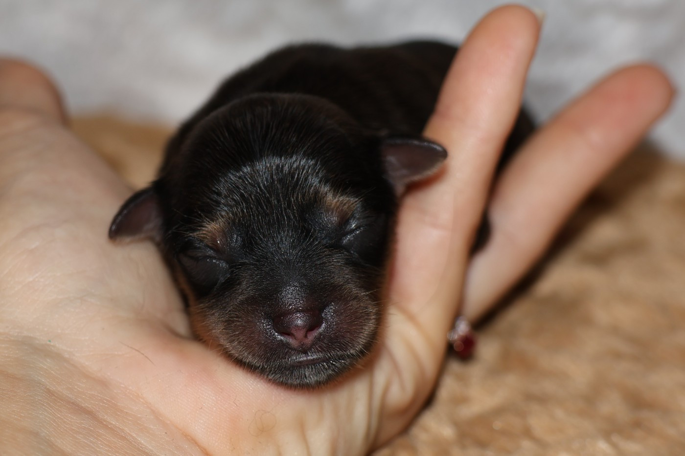 De la Nouknoukerie - Chiots disponibles - Russkiy Toy (Petit Chien Russe)