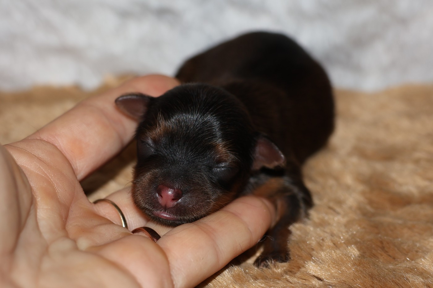 De la Nouknoukerie - Chiots disponibles - Russkiy Toy (Petit Chien Russe)