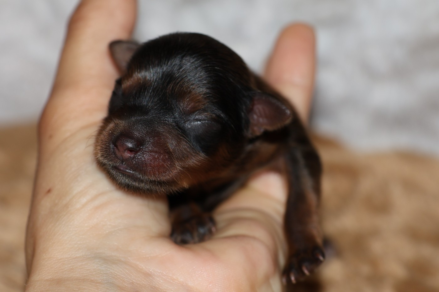 De la Nouknoukerie - Chiots disponibles - Russkiy Toy (Petit Chien Russe)