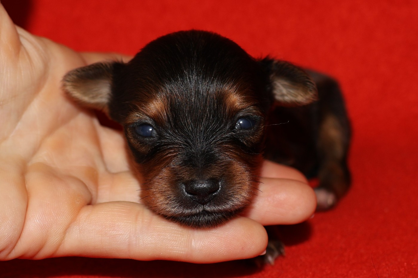 De la Nouknoukerie - Chiots disponibles - Russkiy Toy (Petit Chien Russe)