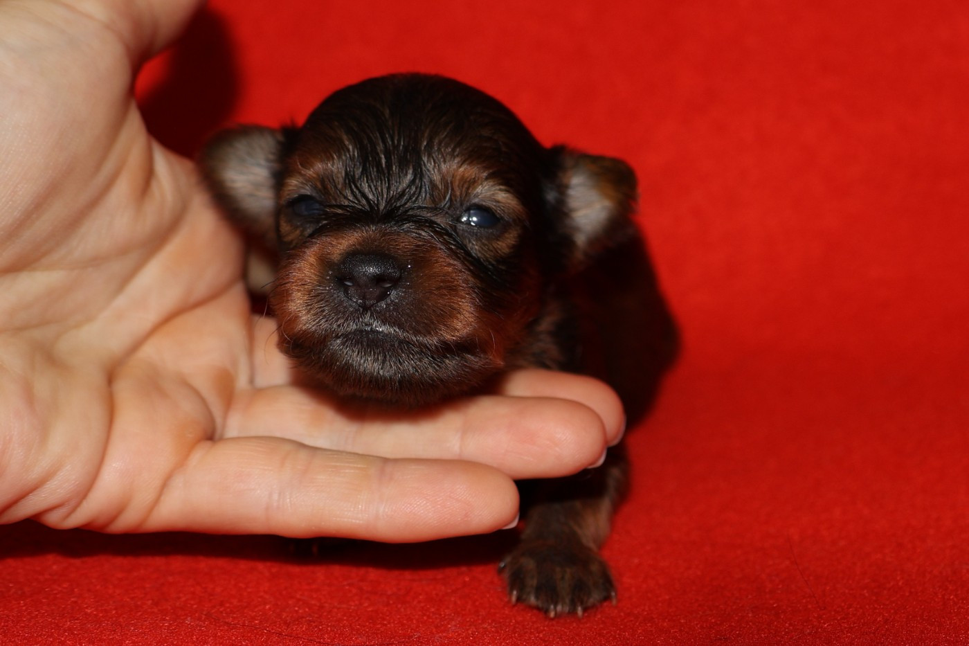 De la Nouknoukerie - Chiots disponibles - Russkiy Toy (Petit Chien Russe)